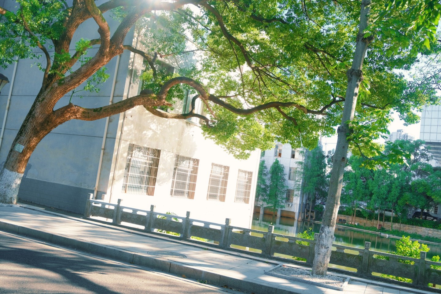 绿树掩映的街道与白色建筑